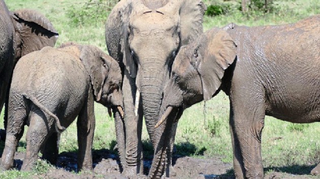 Die Elefanten sind zurück: Auf dem Gelände in der Masai Mara in Kenia, das die Artenschutzstifung Zoo Karlsruhe gepachtet hat, zegen sich nun wieder Wildtiere. Foto: Becker