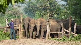 Sri Lanka - Asiatische Elefanten