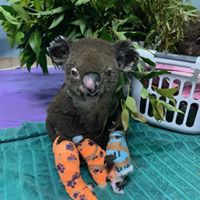 Verletzter Koala